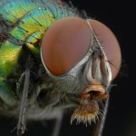 Mẹo chụp ảnh Macro